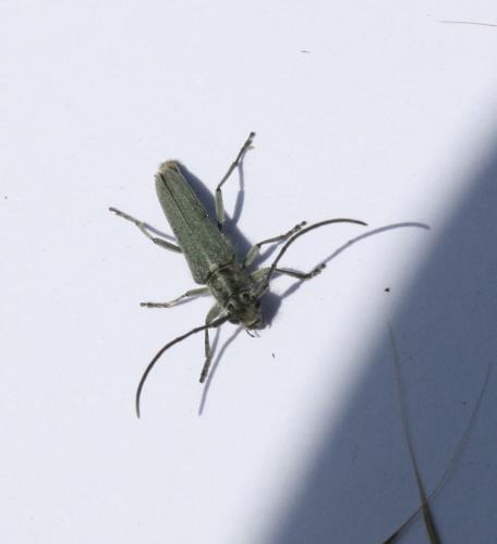 Opsilia coerulescens